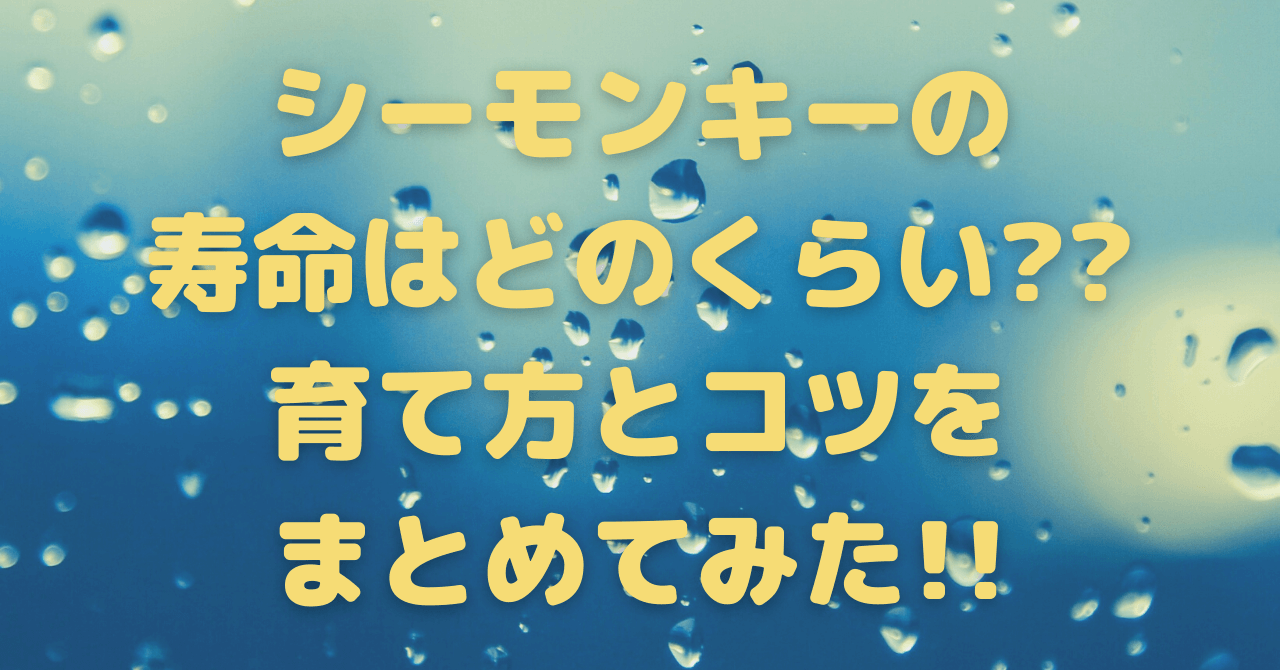 シーモンキーの寿命や最後は 育て方とコツをまとめてみた 豆ちし記