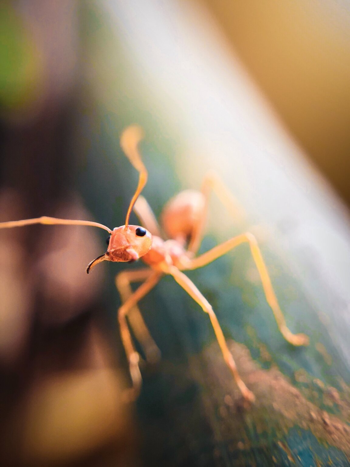蟻 に 噛ま れ た チクチク 対処 法