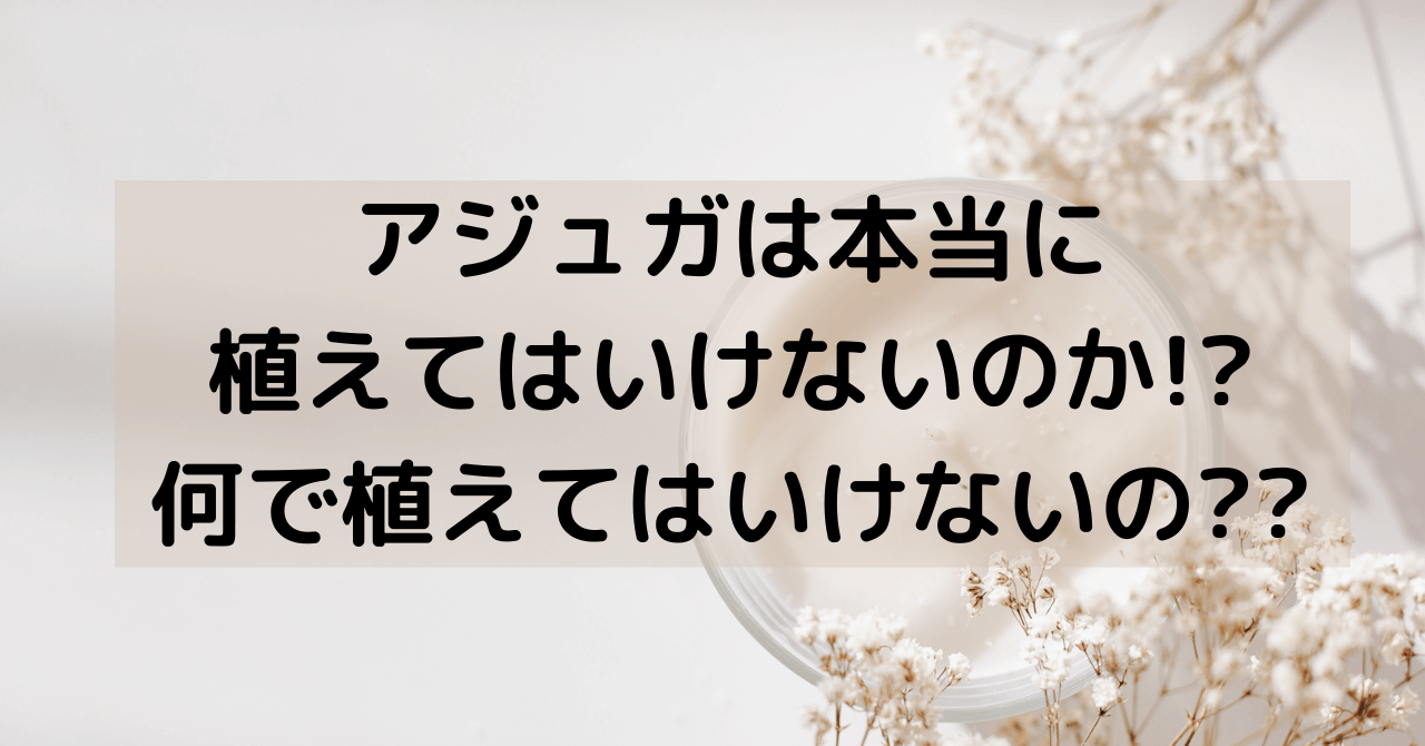 アジュガは本当に植えてはいけないのか 何で植えてはいけないの 豆ちし記 アジュガは本当に植えてはいけないのか 何で植えてはいけないの 豆ちし記
